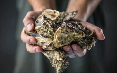 Meet the NZ oyster: a marine marvel