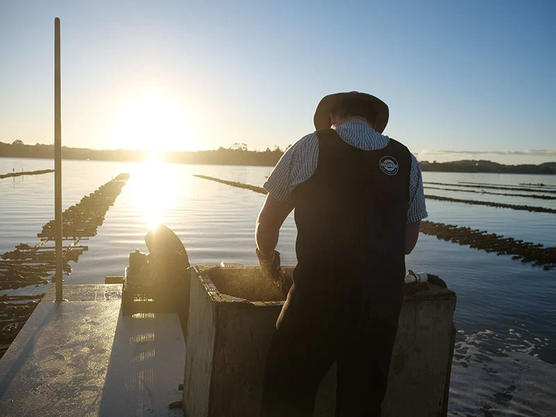 mahurangi-oyster-farm